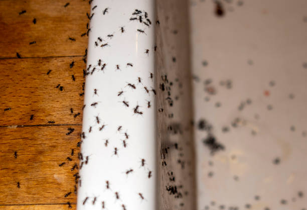 Best Cockroach Control Services  in Castlewood, VA