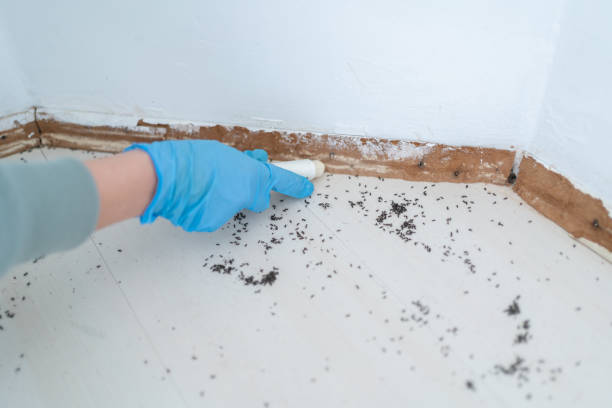 Best Ant Control Services  in Castlewood, VA